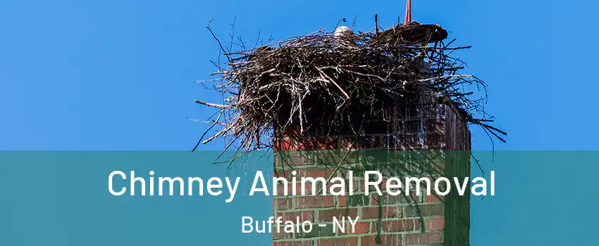  Chimney Animal Removal Buffalo - NY