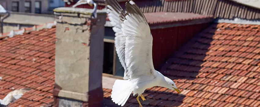 Residential Chimney Animal Removal Solution in Buffalo, NY