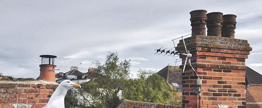 Chimney Cleaning And Restoration in Buffalo, New York